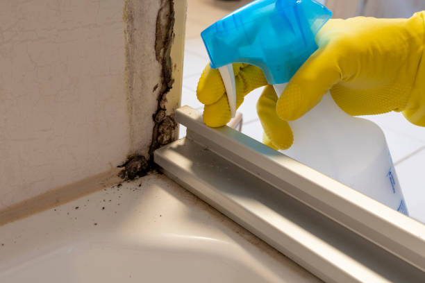 Best Health and Safety Mold Remediation in Plains, KS