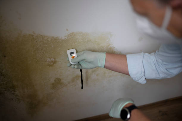 Best Mold Remediation for Specific Building Types in Plains, KS