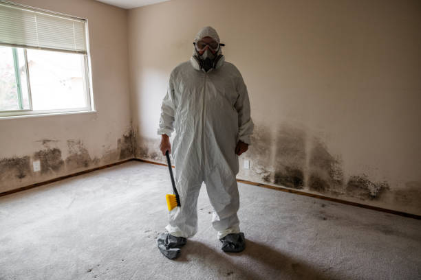 Best Basement Mold Remediation in Plains, KS