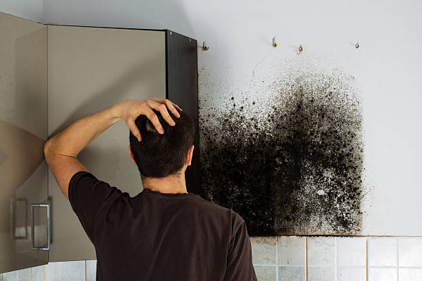 Best Residential Mold Remediation in Plains, KS