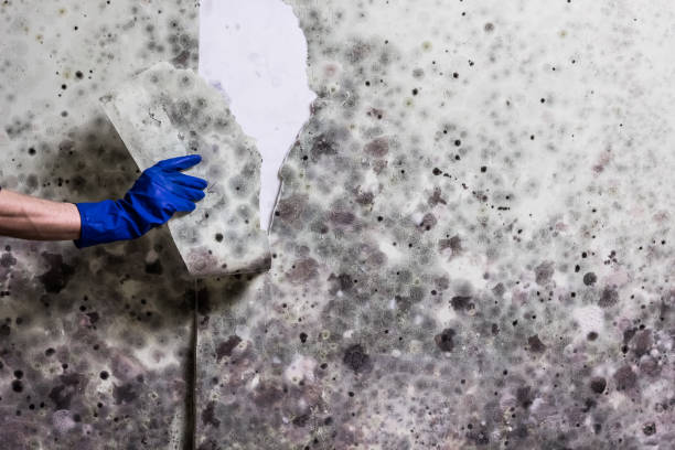 Best Post-Flood Mold Remediation in Plains, KS