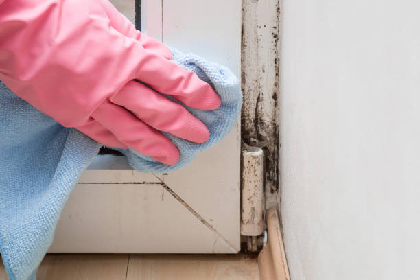 Best Residential Mold Remediation in Plains, KS