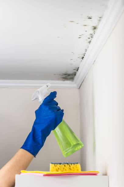 Best Commercial Mold Remediation in Plains, KS