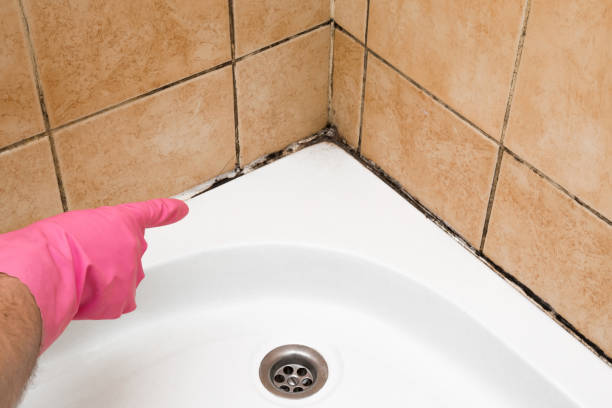 Best Insurance-Related Mold Remediation in Plains, KS