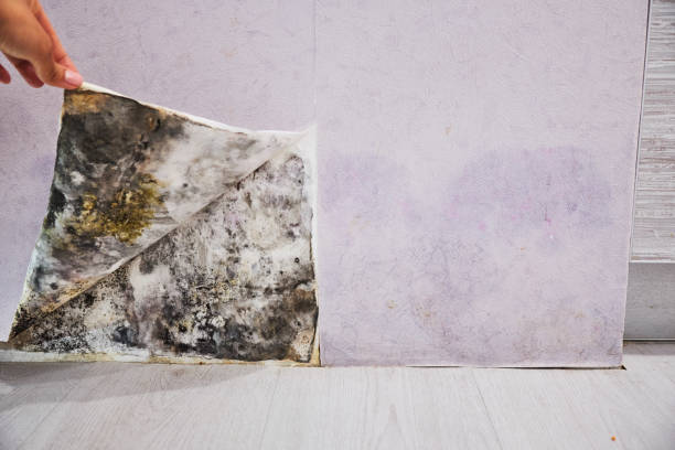 Best Commercial Mold Remediation in Plains, KS